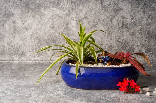 Bonsai Collection